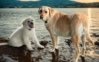 Kutyabarát wellness szállás a Balatonnál? Jobb, mint gondolnád!